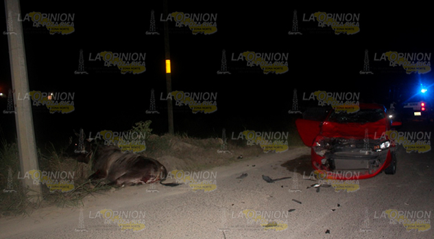 Arrolló una vaca sobre el bulevar Bicentenario