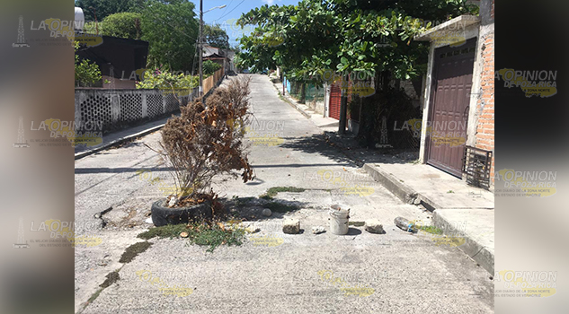 Siembran árbol de navidad en la calle