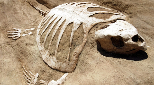 ¡Este fósil de tortuga marina tiene 80 millones de años de antigüedad! El video es exactamente lo que esperabas