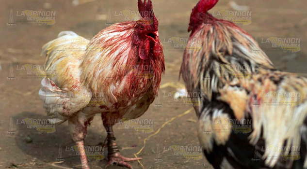 Siguen defendiendo las tradicionales peleas de Gallos