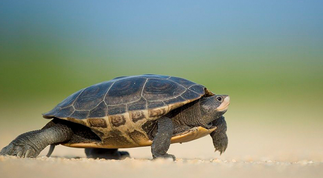 Tortuga crece deforme por banda elástica atorada en su cuerpo