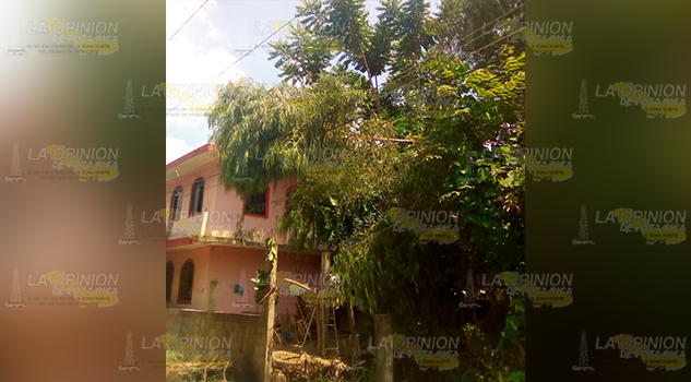 Cae de un árbol que podaba en la colonia 18 de Marzo