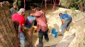 A tráiler le ganó la curva y terminó volcado sobre la carretera Tihuatlán - Alamo A tráiler le ganó la curva y terminó volcado sobre la carretera Tihuatlán - Alamo
