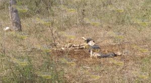 Campesinos hallan restos humanos en Tihuatlán