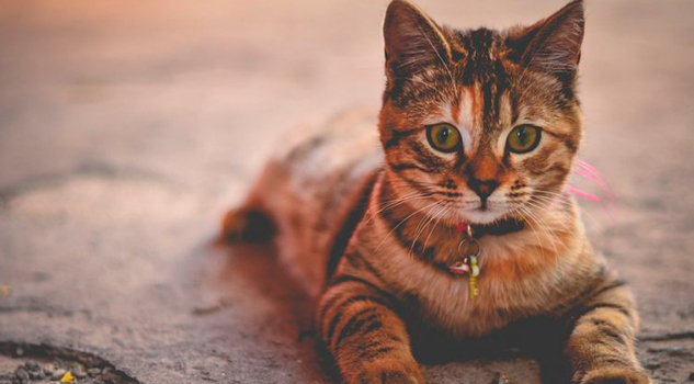 Crean vacuna contra alergia a los gatos Crean vacuna contra alergia a los gatos