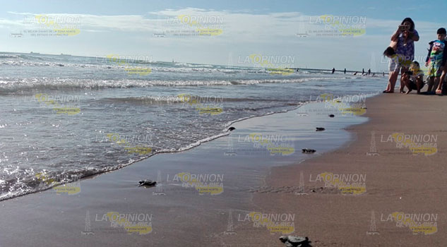 Culmina liberación de tortugas en playas de Tuxpan Culmina liberación de tortugas en playas de Tuxpan