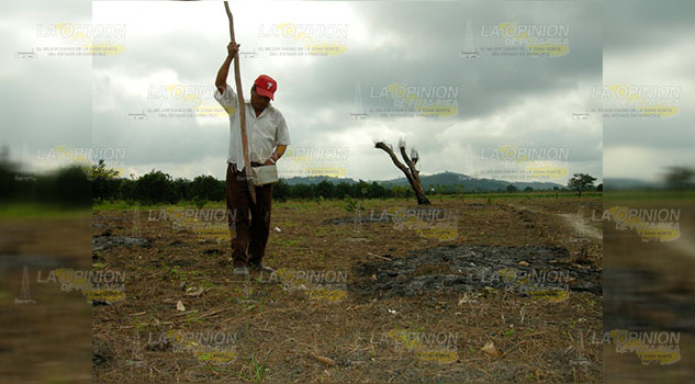 Cultura de aseguramiento agrícola, letra muerta en la región de Tuxpan Cultura de aseguramiento agrícola, letra muerta en la región de Tuxpan
