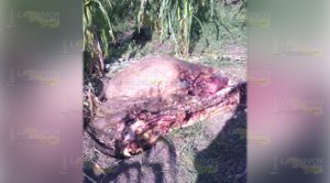 Descuartizan semoviente en un predio cerca de Maguey Mahuaquire