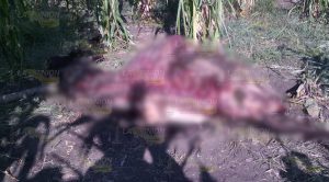 Descuartizan semoviente en un predio cerca de Maguey Mahuaquire
