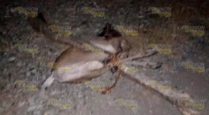 Detienen a 4 cazadores furtivos en la comunidad de La Antigua