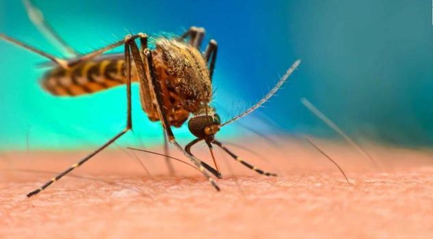 Filipinas declara epidemia nacional de dengue; van más de 600 muertos