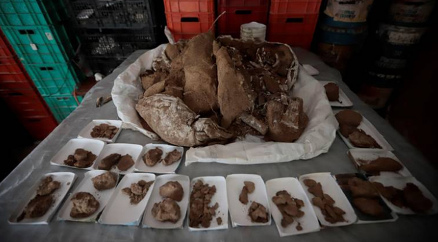 Hallan en Jalisco fósiles de mamut de hace 13 mil años