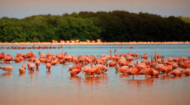 Las charcas salinas de Celestún, la joya del mundo maya