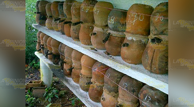 Abejas Meliponas mueren intoxicadas