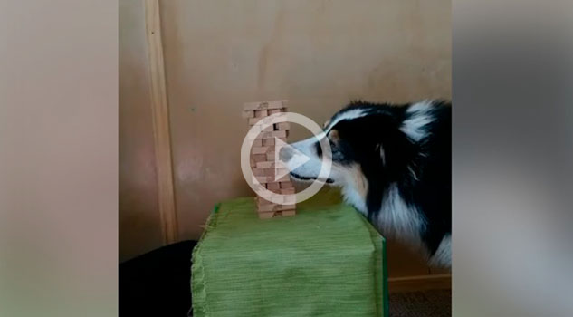 No me ganarás en Jenga..., humano No me ganarás en Jenga..., humano