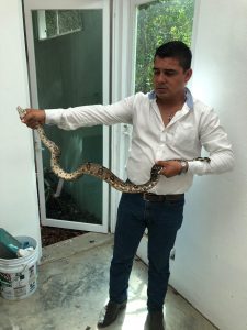 Rescatan animales silvestres en zonas urbanas de Coatzintla Rescatan animales silvestres en zonas urbanas de Coatzintla