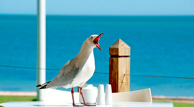 Una gaviota salva a un hombre de ser arrestado en Suecia