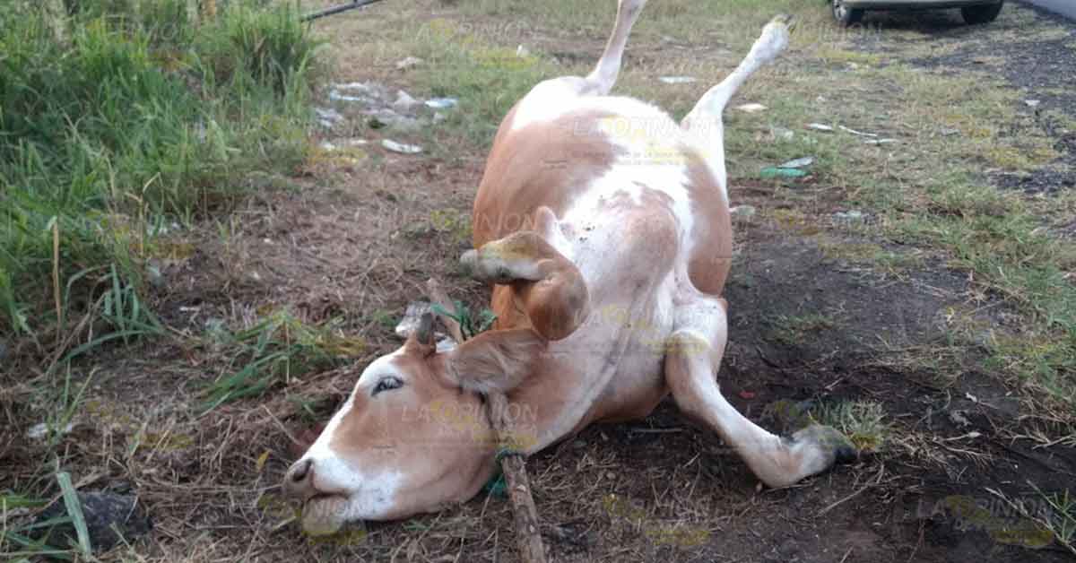 Una camioneta quedó con daños menores al chocar contra una vaca