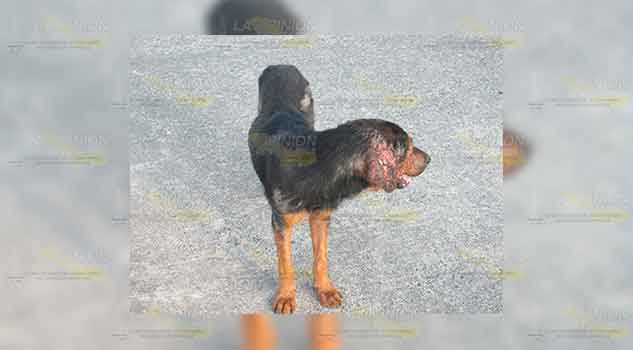 Respeto para animales piden las autoridades