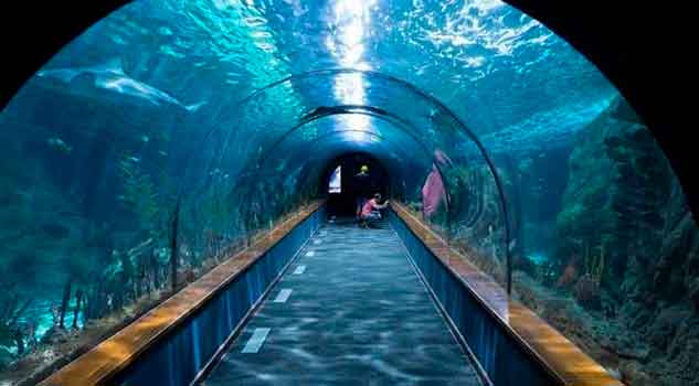 Acuario de Veracruz, educación y conservación de las especies marinas