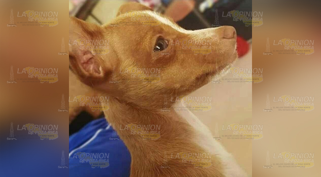 “La pulga” se convierte en sensación en Huejutla