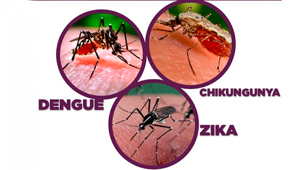 Moscos ganan la batalla; van más de 3 mil casos de dengue en Veracruz
