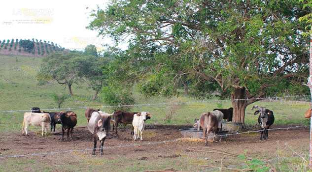 Paliativo para ganaderos del norte de Veracruz ante cuantiosas pérdidas