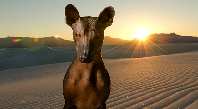 Xoloitzcuintle: historia del perro y joya azteca
