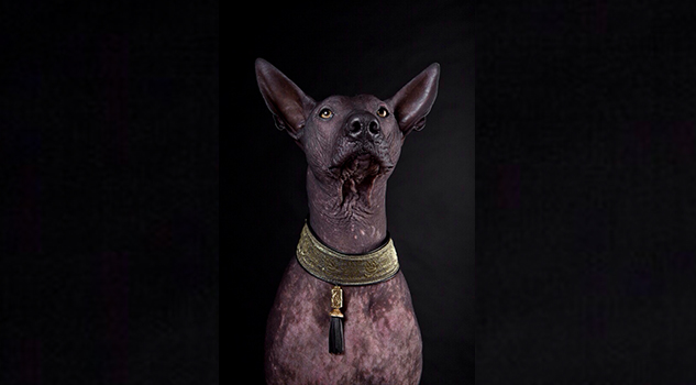 Xoloitzcuintle: historia del perro y joya azteca
