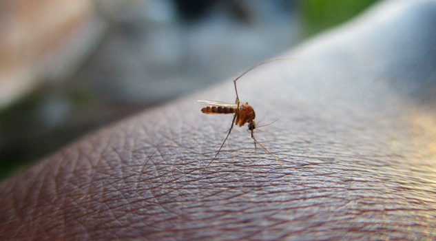Sube a 135 cifra de muertos por dengue en Honduras