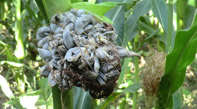 El cuitlacoche; el hongo doméstico de la milpa