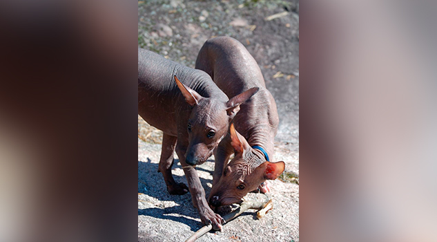 Xoloitzcuintle: historia del perro y joya azteca