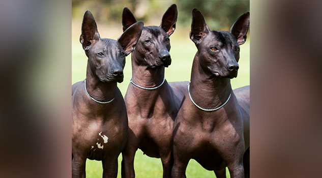 Xoloitzcuintle: historia del perro y joya azteca