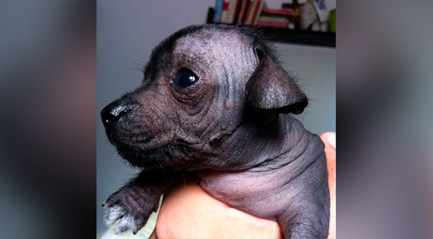 Xoloitzcuintle: historia del perro y joya azteca