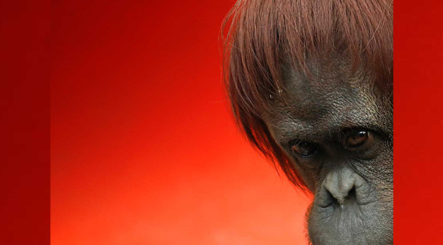 La orangutana que dejará su casa de paredes de cemento