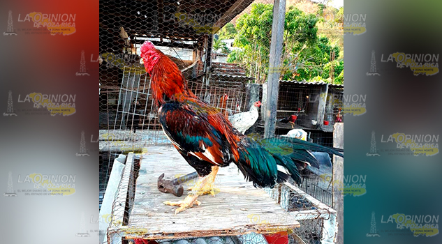 Limitan a Gallicultores con prohibición