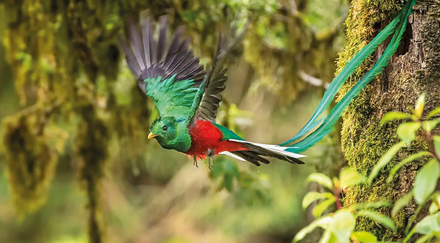 Quetzal, el ave sagrada más bella de América y del mundo