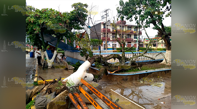 Lluvias y fuertes vientos causa caída de arboles