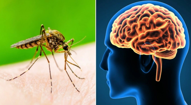 La picadura de un mosquito podría causar encefalitis: conoce el peligroso virus Triple E