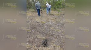 Agoniza la citricultura en Álamo