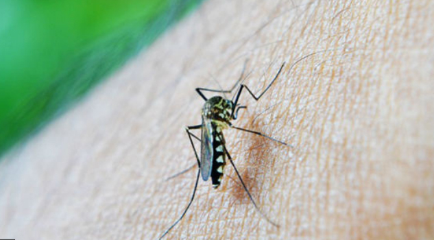 Crecen 312% casos de dengue; el gobierno no compró insecticida