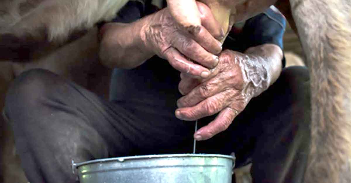 Los Humanos Han Bebido Leche Animal Durante al Menos 6,000 Años