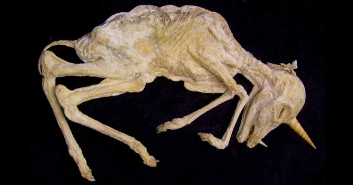 Un fósil confirma que los unicornios habitaron La Tierra
