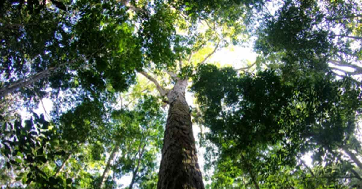 El Árbol de 400 Años Da Esperanza a la Amazonía