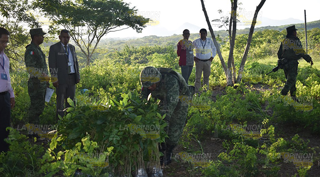 Ejército Mexicano contribuye al cuidado del medio ambiente en Cerro Azul Ejército Mexicano contribuye al cuidado del medio ambiente en Cerro Azul