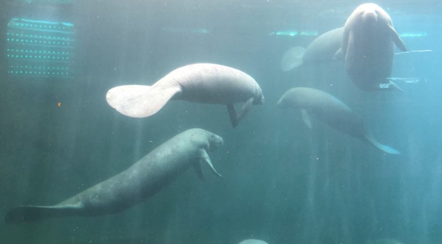 El manatí una especie amenazada que habita en aguas de Veracruz