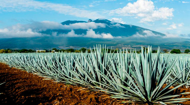 Expertos de la UNAM descubren cuatro nuevas especies de agave Expertos de la UNAM descubren cuatro nuevas especies de agave