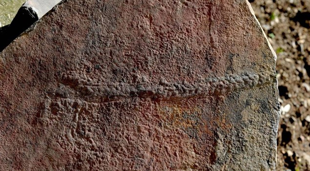 Hallan fósiles de 550 millones de años en los primeros senderos de animales