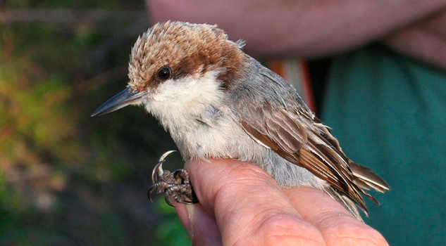 Huracán Dorian habría ocasionado extinción de aves endémicas de Bahamas Huracán Dorian habría ocasionado extinción de aves endémicas de Bahamas