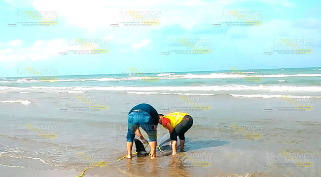 Otro delfín muerto en playas de Tuxpan Otro delfín muerto en playas de Tuxpan